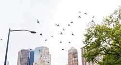 U SAD-u zbog visokih nebodera svake godine umire oko 600 milijuna ptica